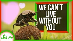 We Can't Live Without You | Synanthropic Animals Instructional Video