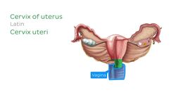 Uterus Instructional Video