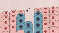 TED-Ed: What is HPV and how can you protect yourself from it? - Emma Bryce Instructional Video