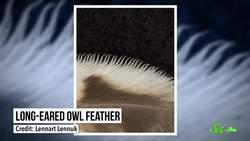 Why Owls Are Night Ninjas Instructional Video