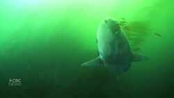 Hoodwinker sunfish in Monterey Bay, Calif., August 2019 News Clip