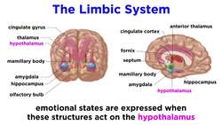 The Psychology of Emotion and Stress Instructional Video