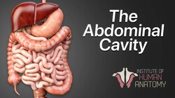 Anatomy Masterclass: The Abdominal Cavity Instructional Video