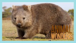 4 Fun Feces Facts Instructional Video