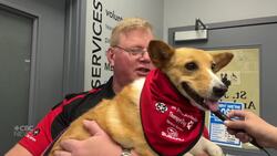 New roster of St. John Ambulance therapy dogs undergo evaluations in Brandon News Clip