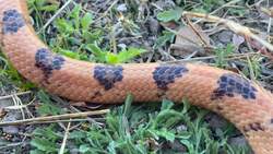 On Safari with Nala - Tiger Snake Instructional Video