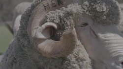 Close up and slow motion of Merino Ram at a ram sale Stock Footage