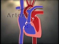 Understanding Blood Vessels Instructional Video