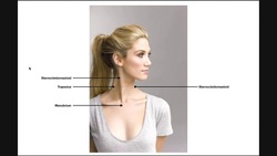 Sternocleidomastoid (SCM) | Structure, Origin, Insertion, & More Instructional Video