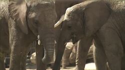 A Pair of Elephant Calves Integrate Into a Larger Herd Instructional Video