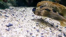 Puffer fish in underwater world of deep sea animal playing with coral stone Stock Footage