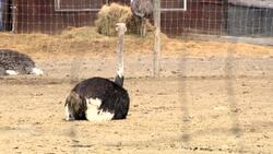 Why a B.C. ostrich farm is fighting a cull order from the CFIA News Clip