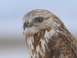 ¿Qué es un ave?: introducción Instructional Video