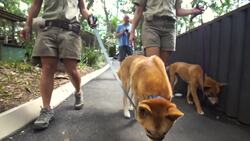 This Animal Looks Just Like a Dog... Can You Guess What it Is? Instructional Video