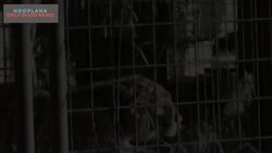 Carolina Organization Saves Domesticated Tigers #rescue Instructional Video