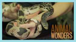 Aggressive Snake Hang Out Instructional Video