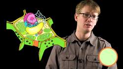 Plant Cells: Crash Course Biology Instructional Video