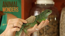 What Animals Wear Instructional Video