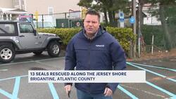 13 rescued seals now recovering at Brigantine animal rescue News Clip