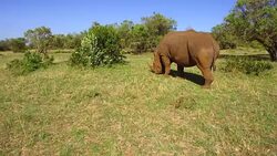 rhino grazing in savanna at africa Stock Footage