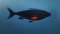 Killer whales threatened by PCBs in ocean Instructional Video