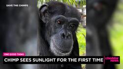 One Good Thing: Chimp Sees Sunlight for First Time News Clip