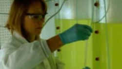 Oil Of Algae - Innovators Instructional Video