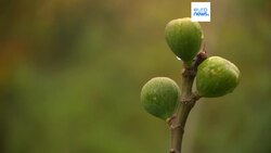 Climate change leads to worsening effects of pollen allergies in Denmark News Clip