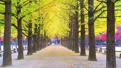 The tree tunnel  in autumn where is the romantic walkway for a couple to walk through the tunnel, South Korea or Republic of Korea Stock Footage