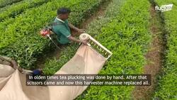 A Day in Life of Tea Harvesters Collecting Tons of Fresh Leaves Instructional Video
