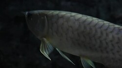 freshwater fish Stock Footage