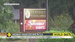 43 Monkeys Remain On The Run From South Carolina Lab, CEO Thinks They're Having An Adventure News Clip