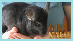 Chinchillas! What, Where, and How Instructional Video