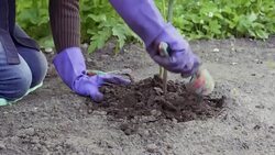 Hands loosen the ground with garden tools Stock Footage