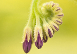 Tropismo y hormonas Instructional Video