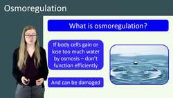 Osmoregulation: Maintaining the Balance of Water and Mineral Ions in the Body Instructional Video