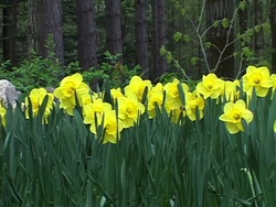 Primavera: video de evaluación Instructional Video