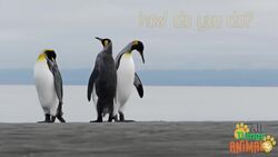 The Fascinating World of Penguins: Nature's Best Dressed Creatures Instructional Video
