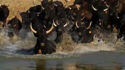 Camargue bulls, Bos taurus, Petite Camargue, Gard, France Stock Footage