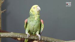 Gitanjali Rao: A Young Scientist's Quest to Detect Lead in Water Instructional Video