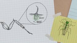 TED-Ed: The cockroach beatbox - Greg Gage Instructional Video