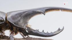 The Hercules Beetle: A Giant Among Insects Instructional Video