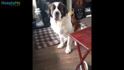 Adorable Animals Getting Into Trouble Instructional Video