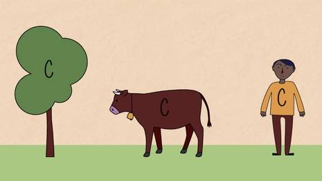 BIOLOGY - Plant Biology - Photosynthesis and Respiration