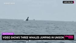 Video Shows Three Whales Jumping in Unison News Clip