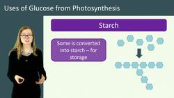 5 Key Uses of Glucose Produced in Photosynthesis Instructional Video