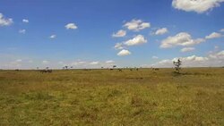 group of herbivore animals in savanna at africa Stock Footage