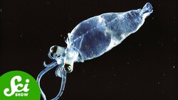 This Squid Glows… To Make Itself Invisible Instructional Video