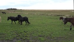 CLEAN : Iceland's controversial 'blood farms' under fire News Clip