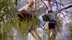 Tagging a Wedge Tailed Eagle Instructional Video